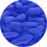 Enterobacter species